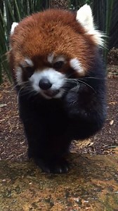 8.3K views · 631 reactions | Afternoon snack, anyone? Moshu loves eating snacks! Red Pandas are currently vulnerable to becoming endangered in the wild of the Himalayan Mountains where their species originated. Currently, Nashville Zoo is a partner in the Red Panda Network that contributes to research, conservation efforts and education promotion about these animals. Learn more about how you can help: https://redpandanetwork.org/ Video Credit: Hannah Vance | Nashville Zoo | Facebook