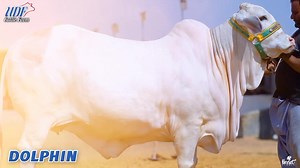 13K views · 2K reactions | KOI TO ROKKK LOOOO  NAYAB UN NAYAB BACHRI...