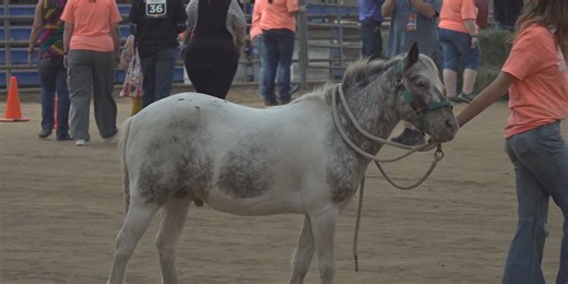 Monument Health to host special needs rodeo during stock show