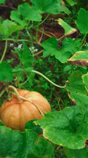 Simple Summer Feast: Grilling Fresh River Fish in the Countryside | Village Life Adventure