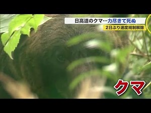 "Dead": Bear found crouched after being hit by two cars "died from exhaustion"... 50km speed limi...