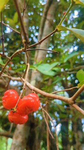🍎 Garden Fresh Jambu ❤️ Nature Vibes