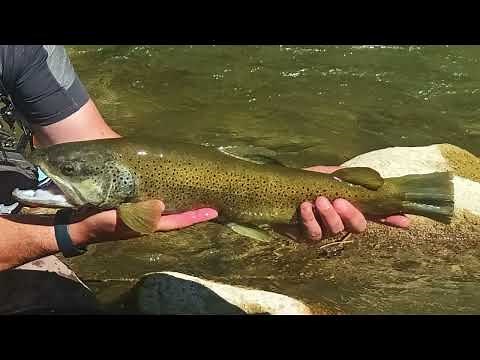 Montage Streamer Rivière #2 (pêche mouche)
