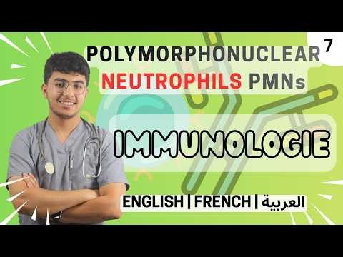 7. Innate immunity - Polymorphonuclear Neutrophils "PMNs" | Les Polynucléaires Neutrophiles