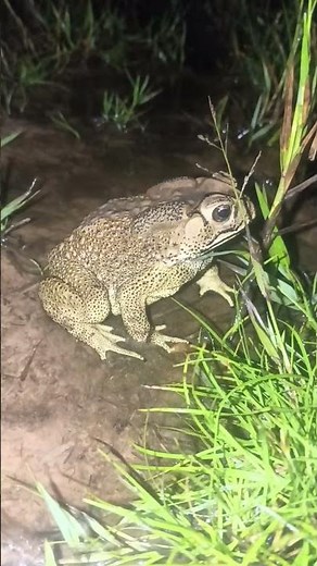 Ugly frog after raining 🥶 #frog