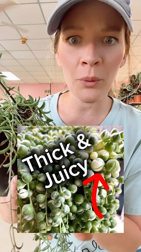 Share with your friends! This is an easy way to tell how much water a plant needs. So overwatering is not about how much water you give a plant at one watering…it’s the frequency of when you water. There should be enough time in between waterings. When it’s time for water soak that puppy down! You should totally saturate your soil! Looking at the leaf can be a great way of telling you how frequently to give water! Follow for plant tips and videos from my plant store! 💚💚 #plantsmakepeoplehappy 