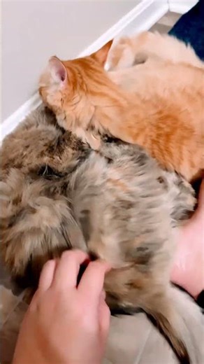 It’s Jerry Springer over here. Is this still playing? 😓😥