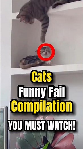 Funny Cats Fail Compilation 😹 Epic Cat Fails | Try Not to Laugh #FunnyCats #CatFails #ViralCatShorts