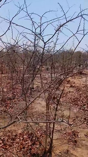 Amos Mango Atchar on Reels