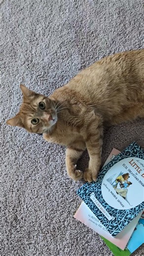 Frumpkin is currently in a war with one of my other cats, but he's so cute! | String Theory Colorworks