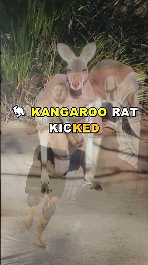 Kangaroo vs Snake: Deadly Kick Defense