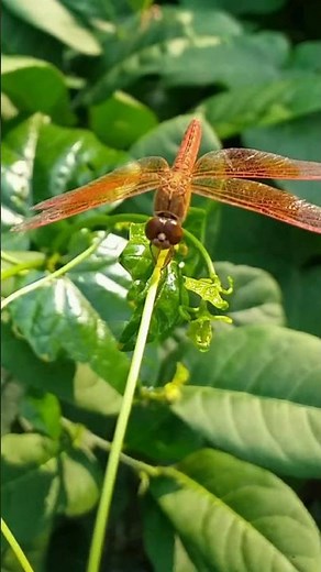 Beautiful Dragonfly Close Up 🐉📱 Macro Nature Shot #shorts | Rd Photography 10