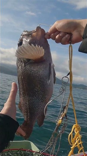 【青森県釣り】沖って素晴らしい👍