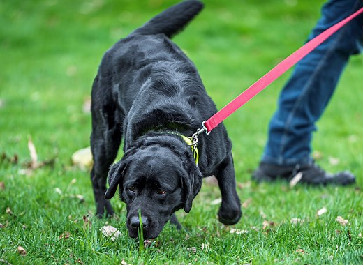 Hot Dog! State Farm Arson Dog Training Class #53 Adds 15 New Teams in 2021