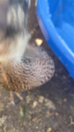 Duck Behavior: Understanding Water Drinking Habits