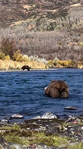 2.2K views · 1.8K reactions | A day on the river. The bears in this...