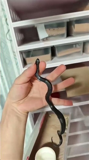 King Snake's Daily Adventure: The Life of a Climbing Pet