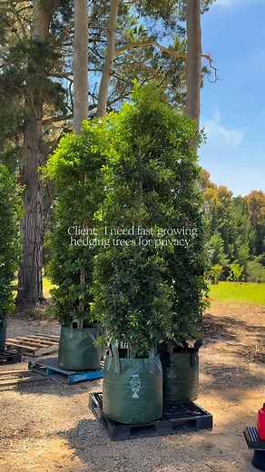 #1 Hedge for Fast, Tall, Evergreen Privacy Ficus hillii is known for...