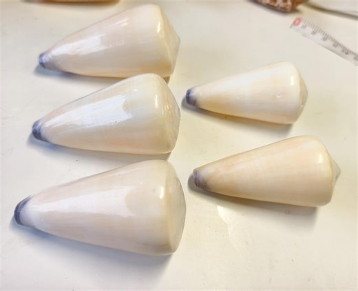 Conus Virgineus 7.7–8cm Virgin Cone Shell Natural Large Sea Shell Coastal Decor - Etsy Australia