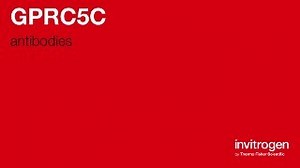 Anti-GPRC5C Antibodies | Invitrogen