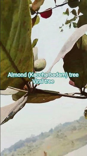 #tranding #viral #kacha badam tree #almond #love #travel