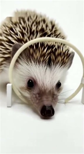 Tiny Hedgehog Takes On Obstacle Course! #animals #shorts
