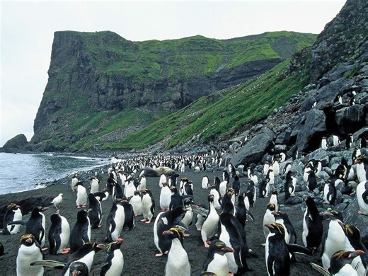 Trump tariffs a remote, penguin-inhabited island in the Indian Ocean