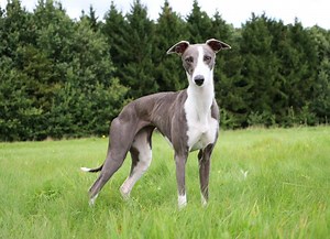 Tick Paralysis in Dogs