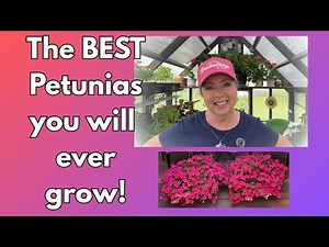 How to use coco coir hanging baskets to grow the BEST petunias ever!