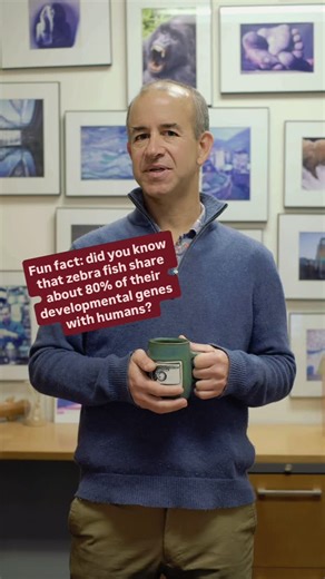 USC Stem Cell on Instagram: "Did you know zebrafish share many of the same genes as humans? Gage Crump, PhD, Professor and Vice Chair of Stem Cell Biology and Regenerative Medicine at USC Stem Cell, explains how this tiny fish is helping advance human health research."