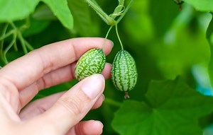 How to grow cucamelons - Suttons Gardening Grow How