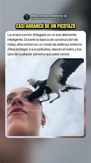 Casi Arrancó a Base de Picotazos 👁️ #curiosidades #misterios