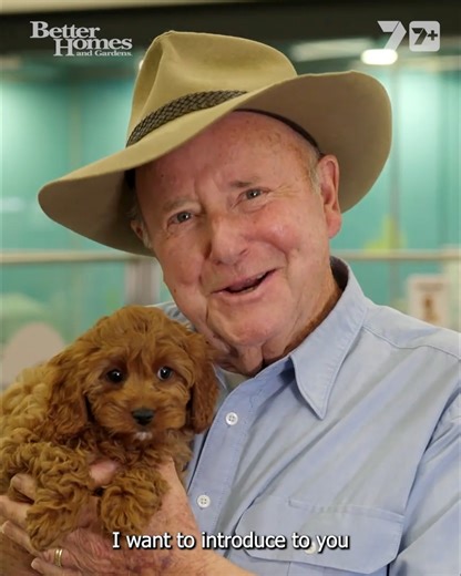 They’re the most popular dog breed in Australia and for good reason. Affectionate, friendly, hypoallergenic and cute-as-a-button, cavoodles make great pets. Catch this story on Friday at 7pm on Channel 7 and 7two | Better Homes and Gardens Australia