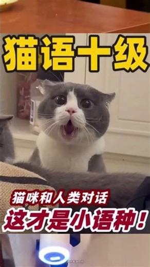 Cat language level 10! Cats conversing with humans—this is the kind of minor language I really wa...