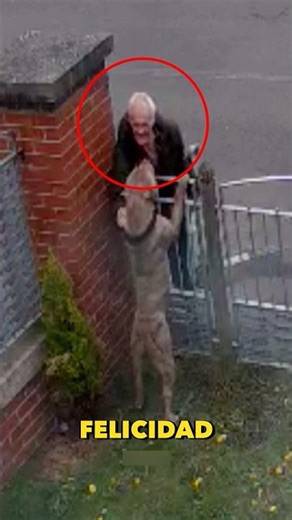 That's why you should never pet a pit bull that isn't yours. #animals #dogs