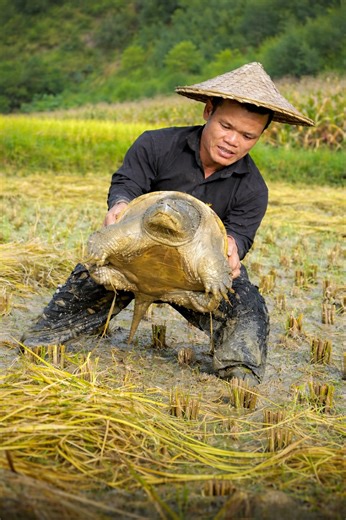 𝐄𝐧𝐜𝐨𝐮𝐧𝐭𝐞𝐫 𝐰𝐢𝐭𝐡 𝐚 𝐆𝐢𝐚𝐧𝐭 𝐓𝐮𝐫𝐭𝐥𝐞 𝐢𝐧 𝐭𝐡𝐞 𝐑𝐢𝐜𝐞 𝐅𝐢𝐞𝐥𝐝 An unexpected discovery of a giant turtle weighing over 20 kilograms moving through the water. Watch as we tackle the challenge of capturing this massive turtle in the rice field. #DwarfFamily #PrimitiveLife #GiantPythons #Survival #WildLife #NatureAdventure #TTMNetwork | Dwarf Family