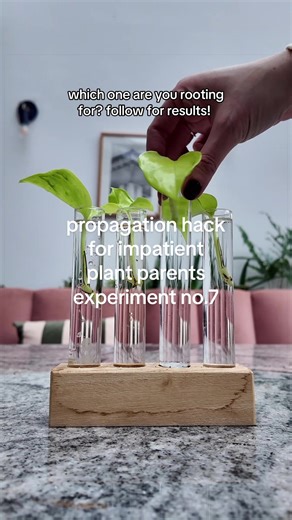 Propagation Experiment for Plant Parents: Round 7