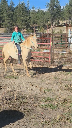 Prince 3 yr old Andalusian QH pony gelding | Wild Mountain Equine