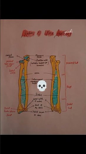 Skeletal system diagrams labeled| #foryou #nursing #biology #diagram #anatomyandphysiology