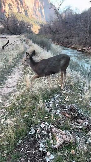 We Spotted all kinds of wildlife in Zion NP
