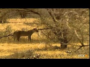 Lion and Gazelle like you have never seen before