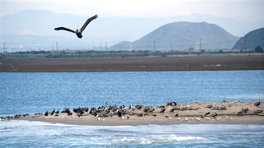 Naval Base Ventura County gets national conservation award. Here's why