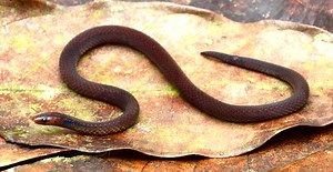 Snake that cartwheels away from predators described for the first time | Natural History Museum