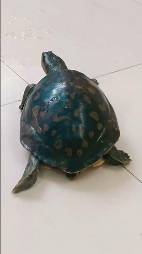 turtle tales soundtrack #shorts #youtubeshorts