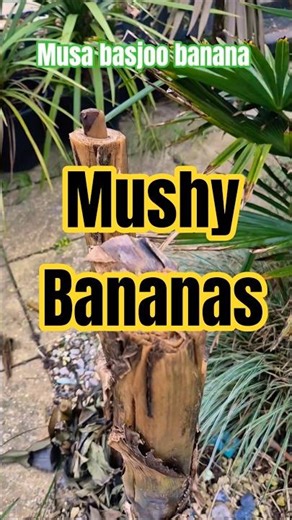 Growth from the Mushy Musa basjoo banana plant after extreme cold #plants #winter #shorts