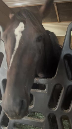 Meadowlands Racetrack on TikTok