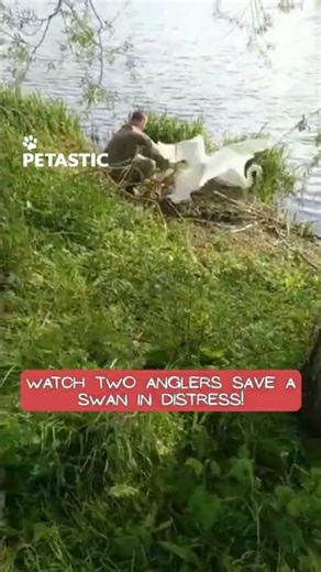 Swan Rescued After Painful Fishing Hook Removal
