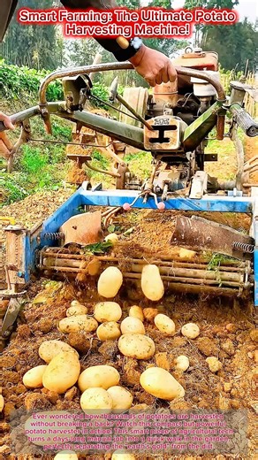 Smart Farming: The Ultimate Potato Harvesting Machine! 🥔💨
