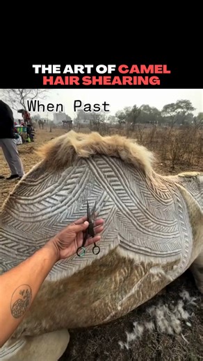 In parts of Africa and the Middle East, camel hair shearing is treated as a form of living art. Herders carefully shave intricate patterns and geometric designs into the camel’s coat — a blend of practicality, craftsmanship, and cultural pride that turns grooming into tradition. #culture #beauty #camel #shearing #art #tradition Video credit: /akashnaoghare | Unrestricted Borders