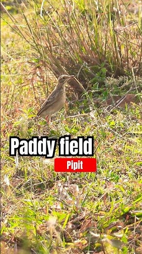 Why This Bird is Key to Feeding Millions